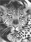 Dots painting / prikkmaleri - Tiger 30x40cm thumbnail