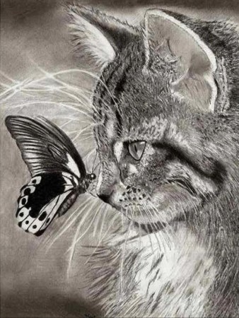 Diamond painting - Katt og sommerfugl 40x50 cm