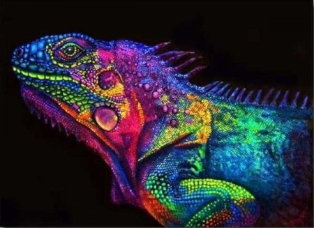 Paint by numbers - Colorful chameleon 40x50cm