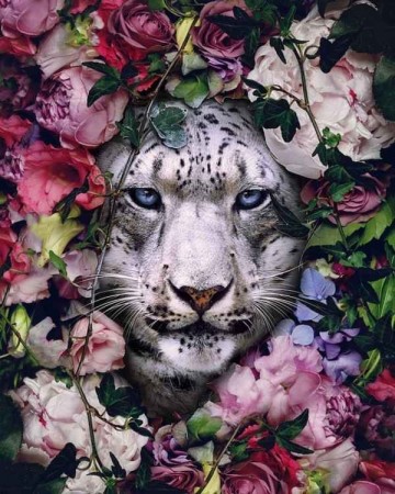 Paint By Numbers - Hvit tiger 40x50cm