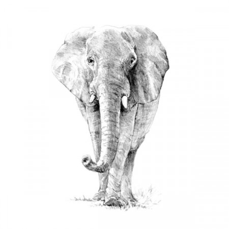 Sketching - Elephant