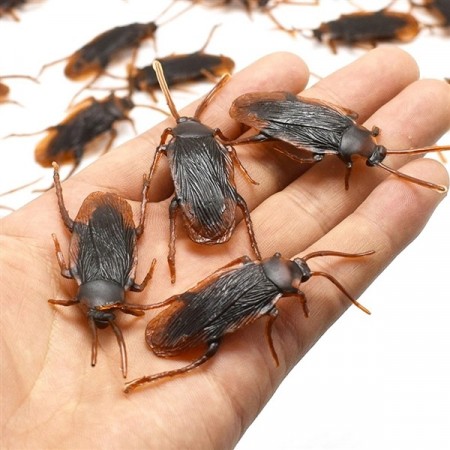 Kakerlakker - 10stk