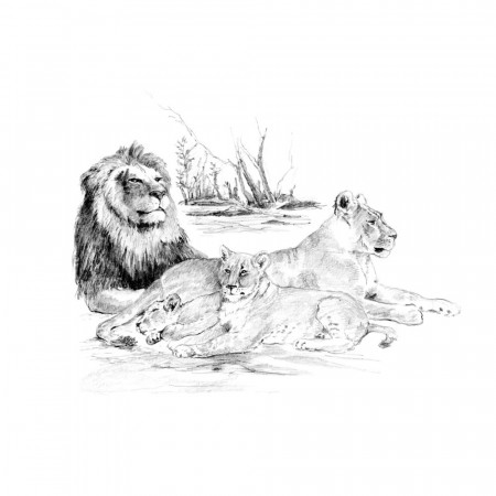 Sketching (STOR) - Løve flokk