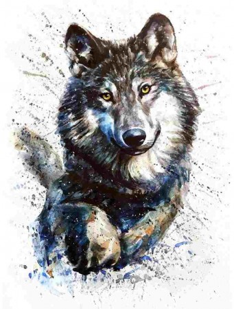 Paint By Numbers - Wolf 40x50cm