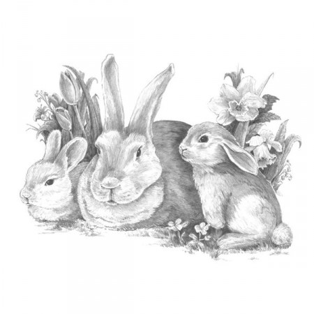 Sketching stor - Kaniner