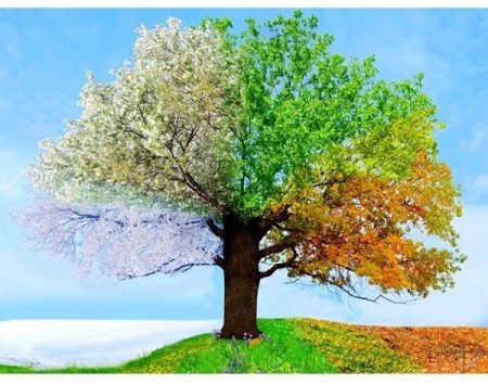 Diamond painting - Four seasons tre 40x50 cm