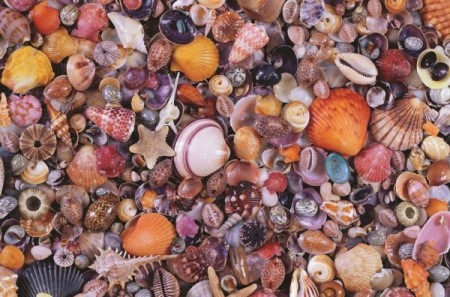Piatnik puslespill - Seashells 1000