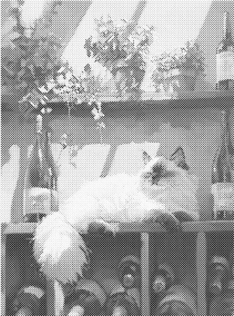 Dots painting - Katt og vin 30x40cm