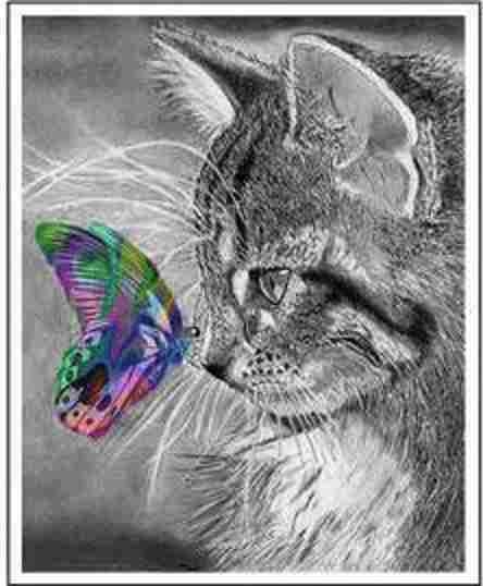 Diamond painting - Katt og fargerik sommerfugl 40x50 cm