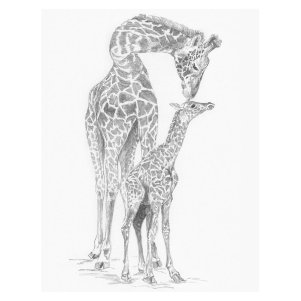 Sketching - Giraffe & Baby