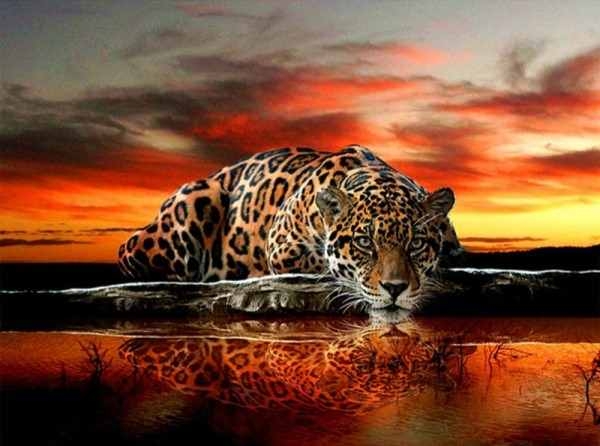 Diamond painting - Leopard 40x50 cm