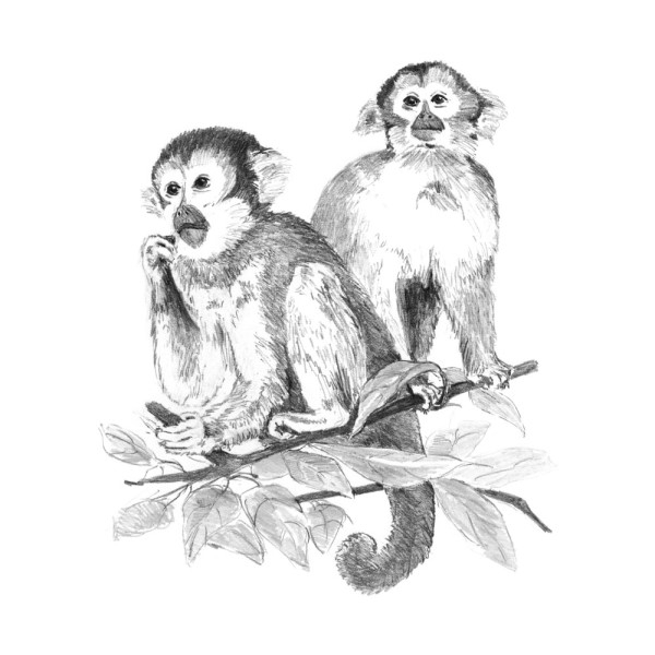 Sketching - Monkeys