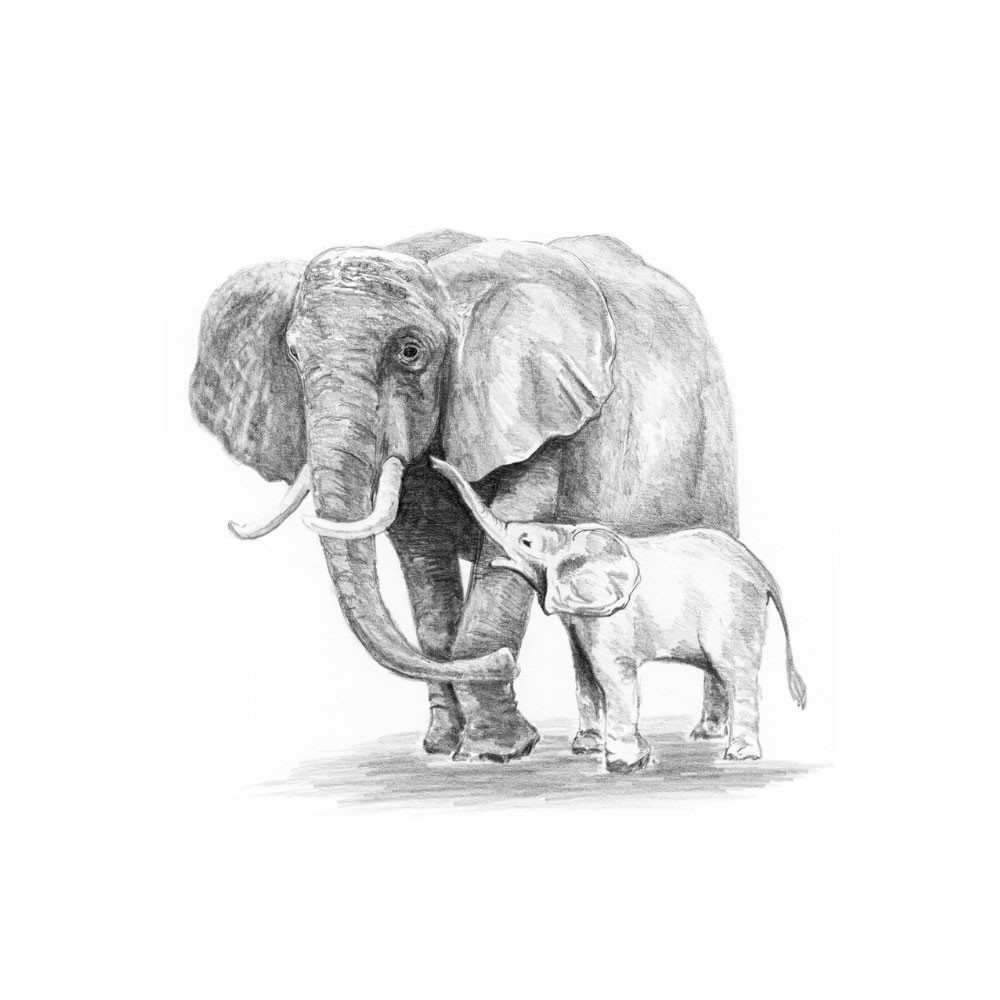 Sketching - Tegne - Skyggelegge - elefant med unge